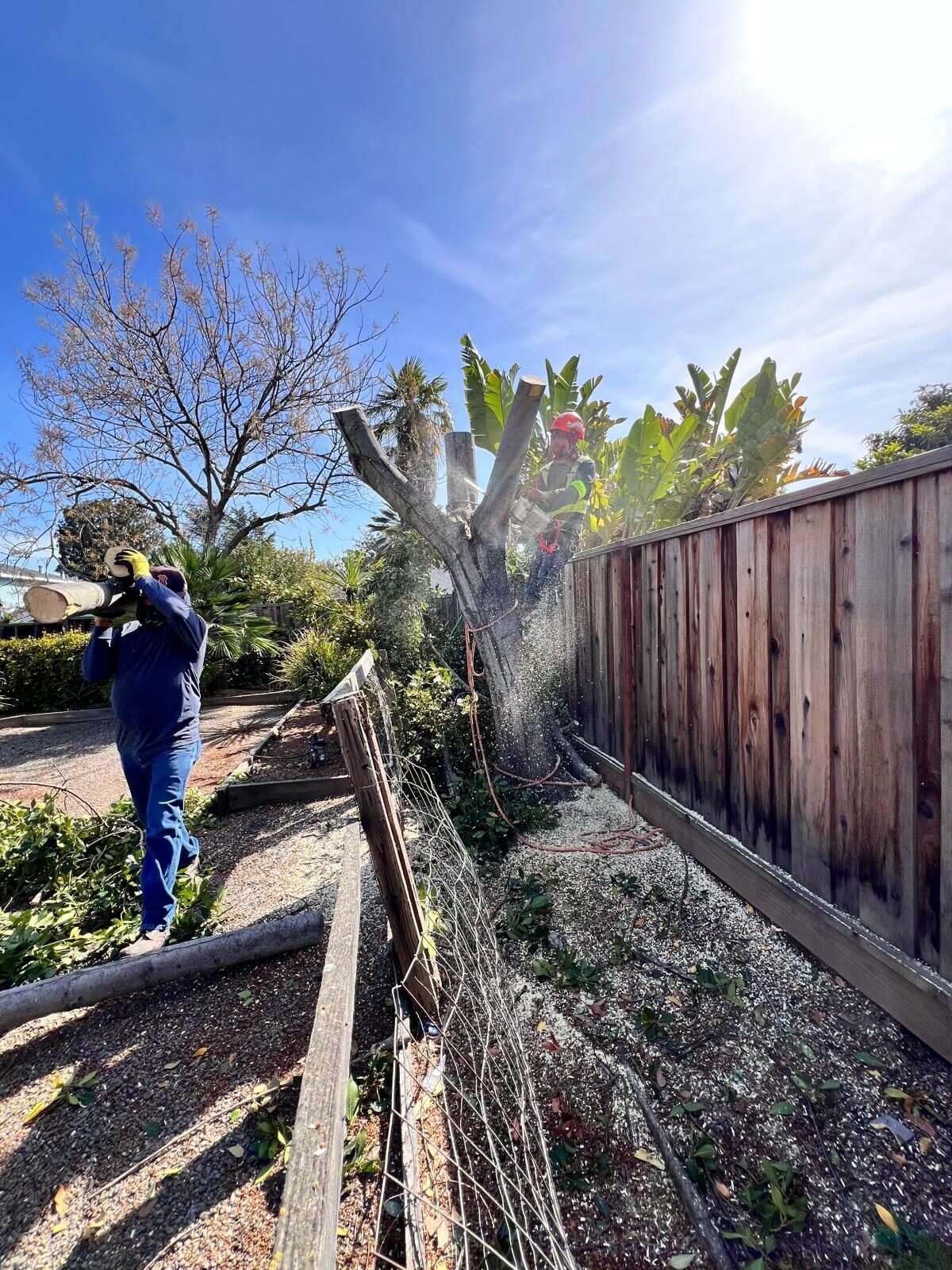 Professional tree removal team