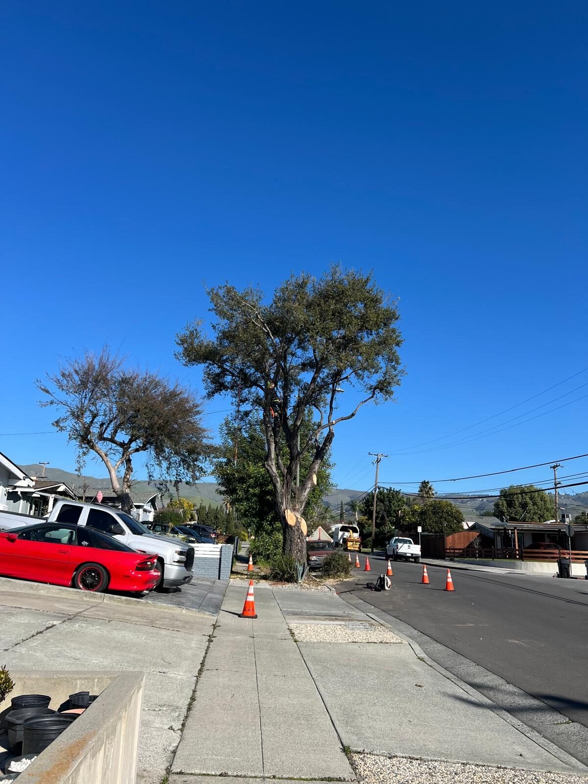 Procopio's emergency tree service