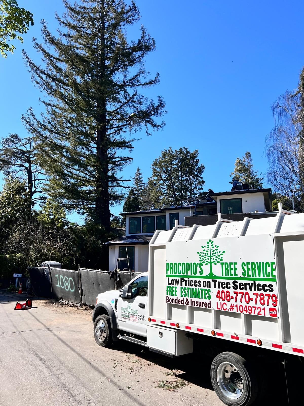 Procopio's tree pruning work
