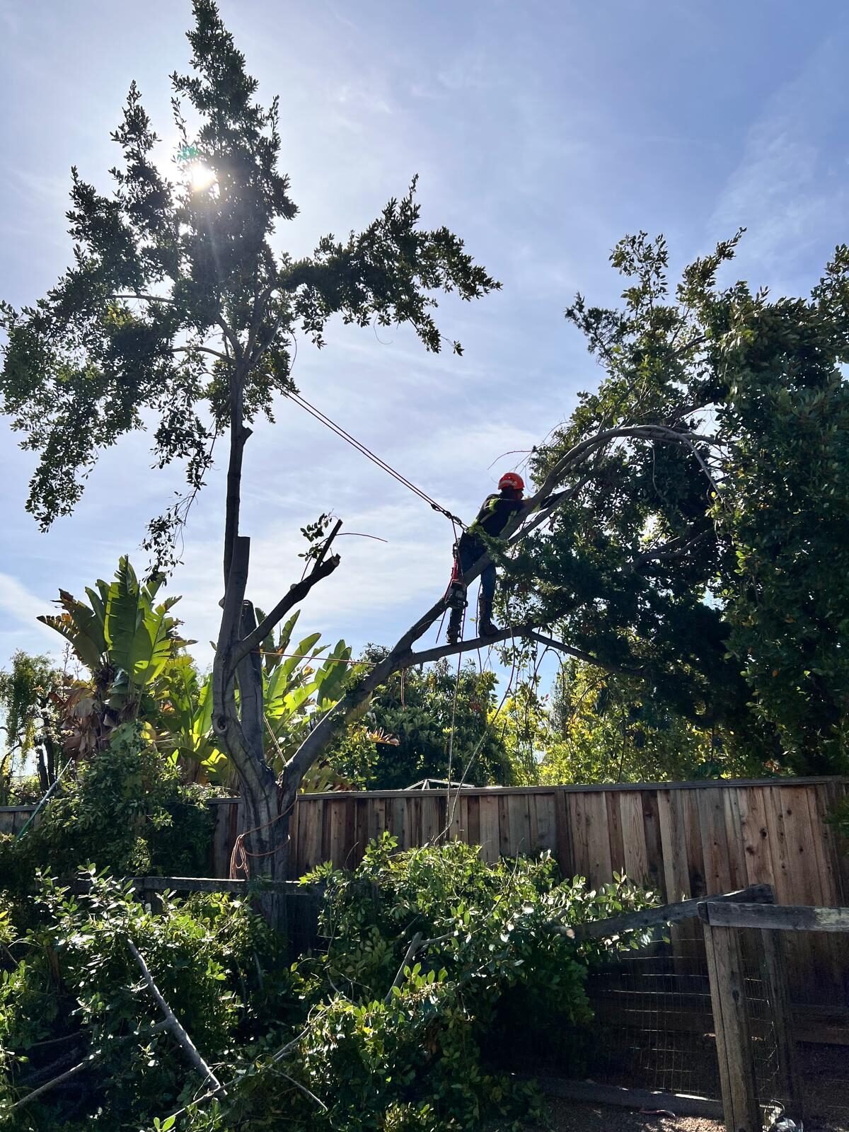 Procopio's palm removal work