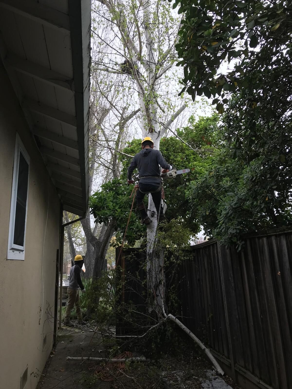 Procopio's Tree Service professional work